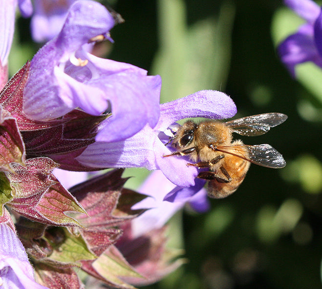 Close up view of a honeybee on a purple flower. Bees are important to our farm as they are critical in the growing process.