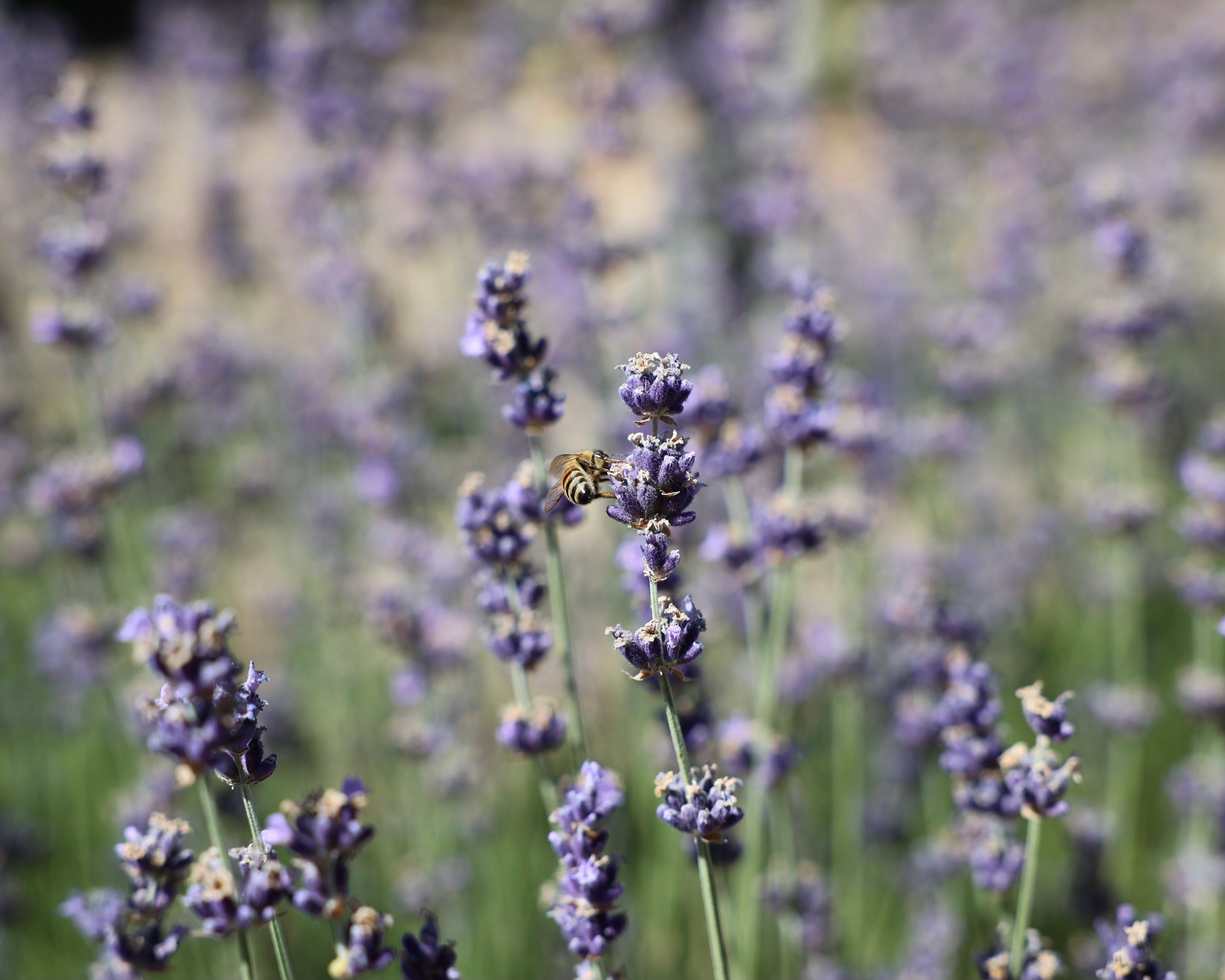 National Pollinator Week – Creekside Farms