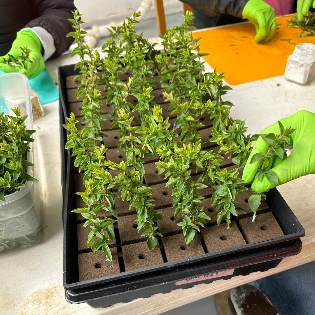 Small cuttings of oregano will become new plants as we propagate them for a new field.