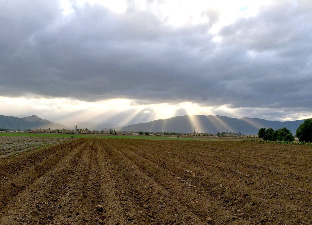 Bring It On - Creekside Farms