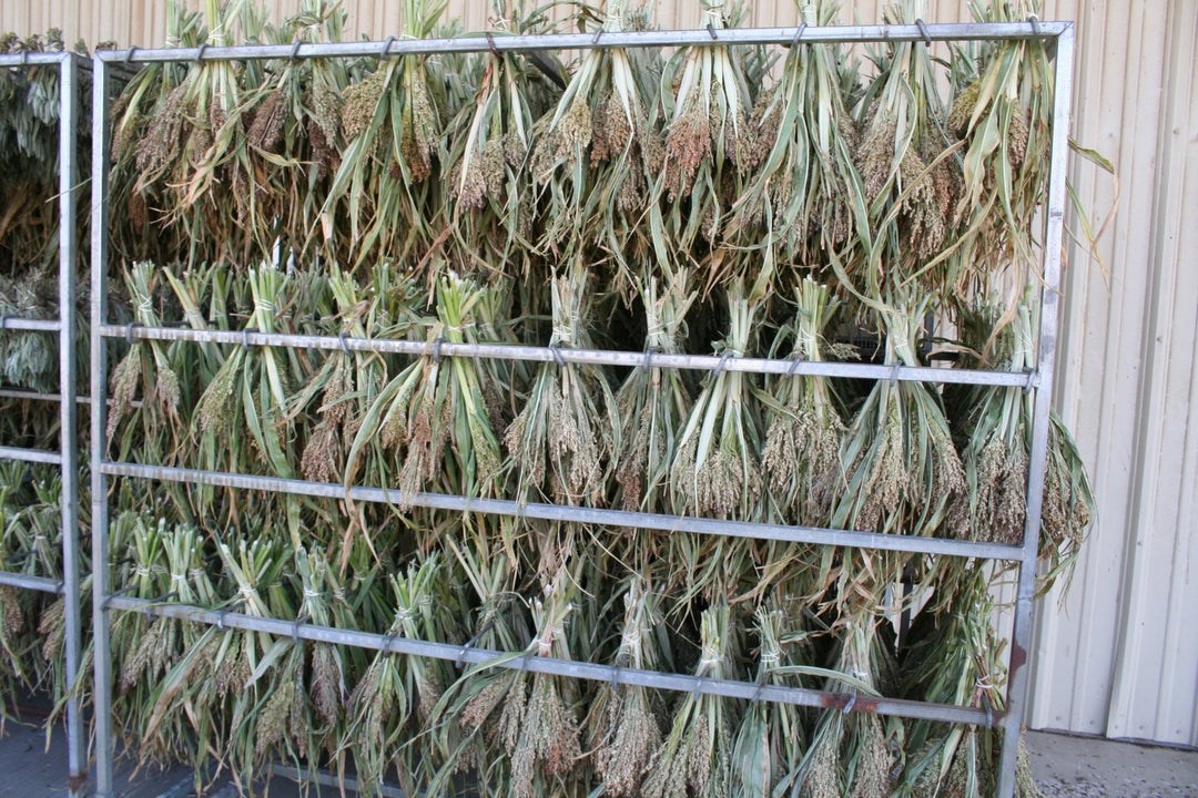 Broomcorn - Creekside Farms