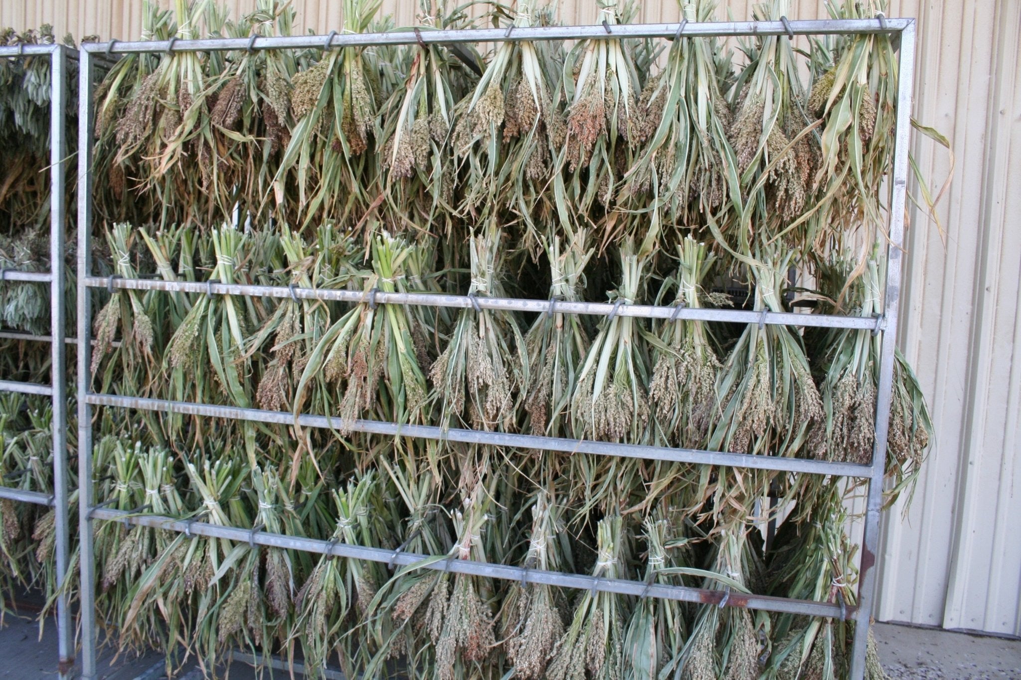 Broomcorn - Creekside Farms