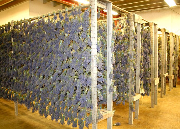 Drying Our Herbs - Creekside Farms