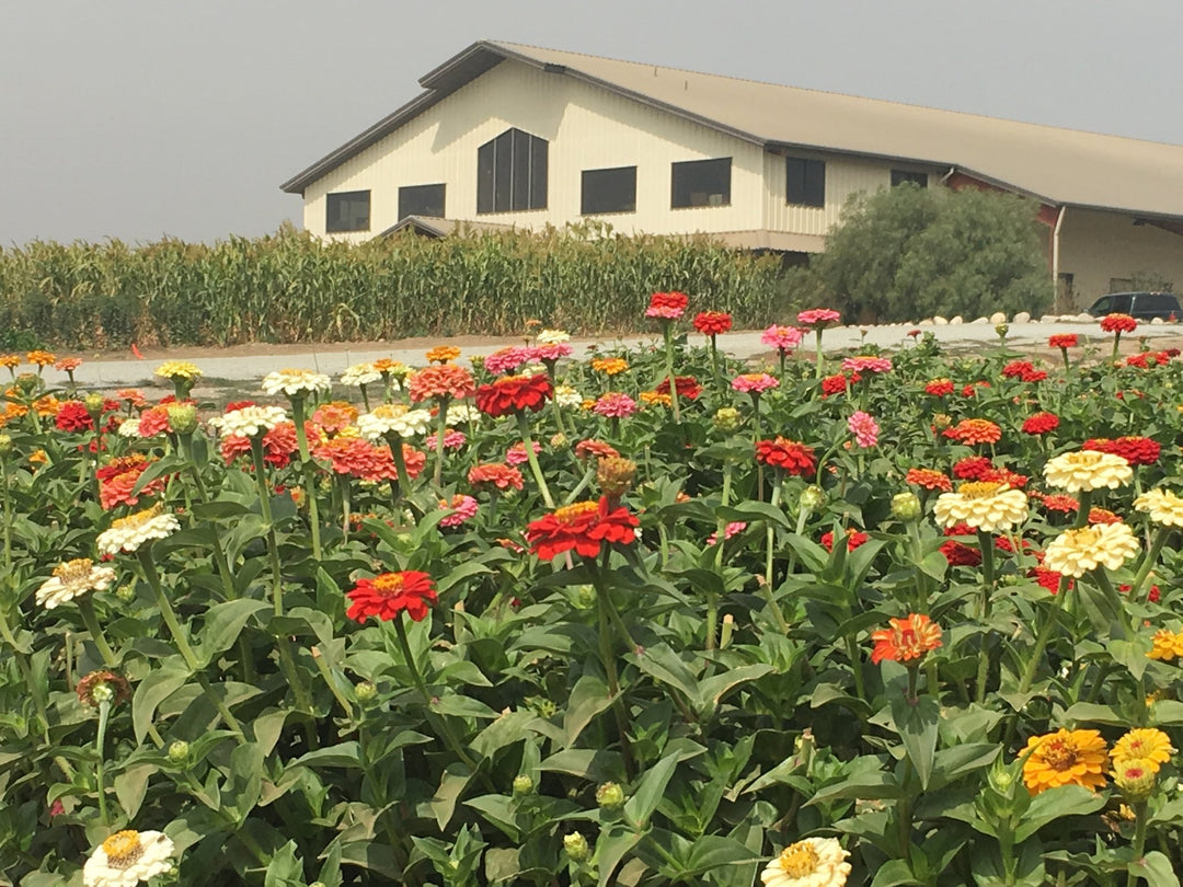 Greeters - Creekside Farms