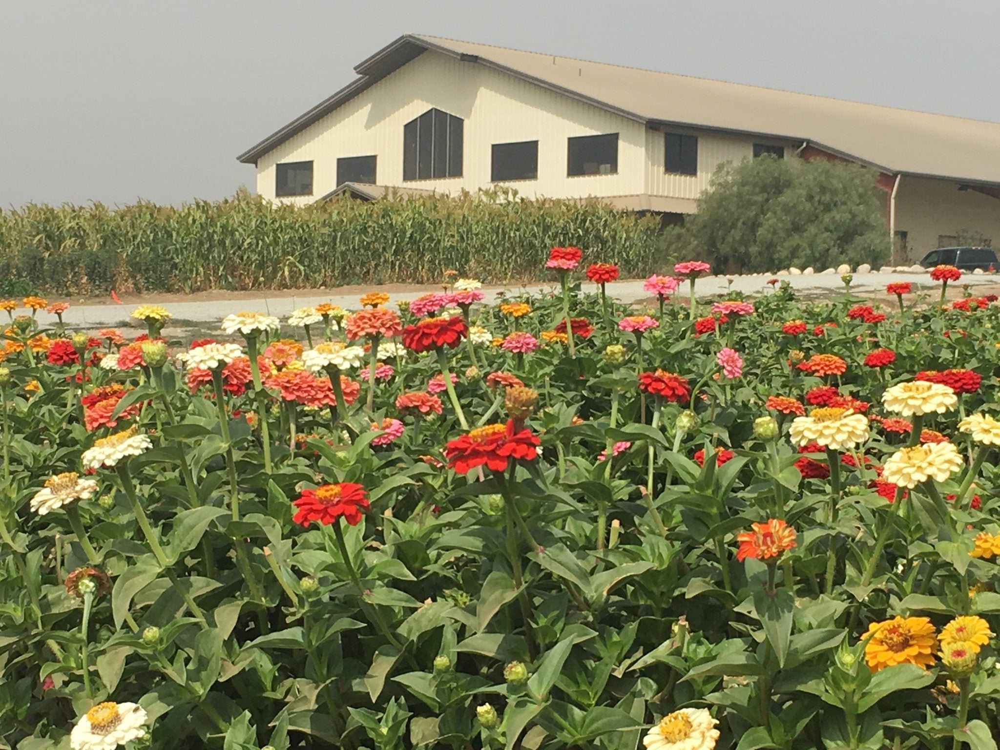 Greeters - Creekside Farms