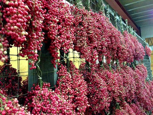 Pepperberry Harvest - Creekside Farms