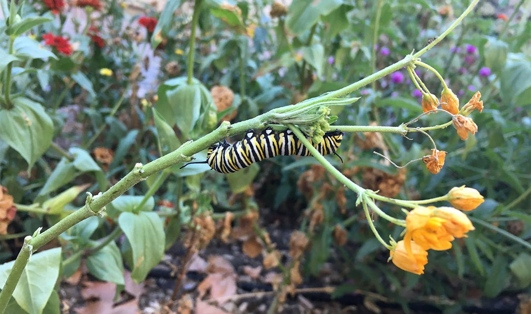 Preview of a Monarch - Creekside Farms