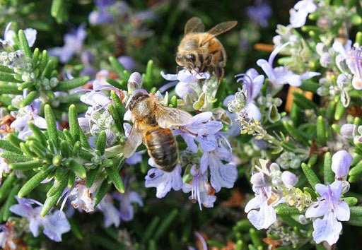 Spring Bees in January - Creekside Farms