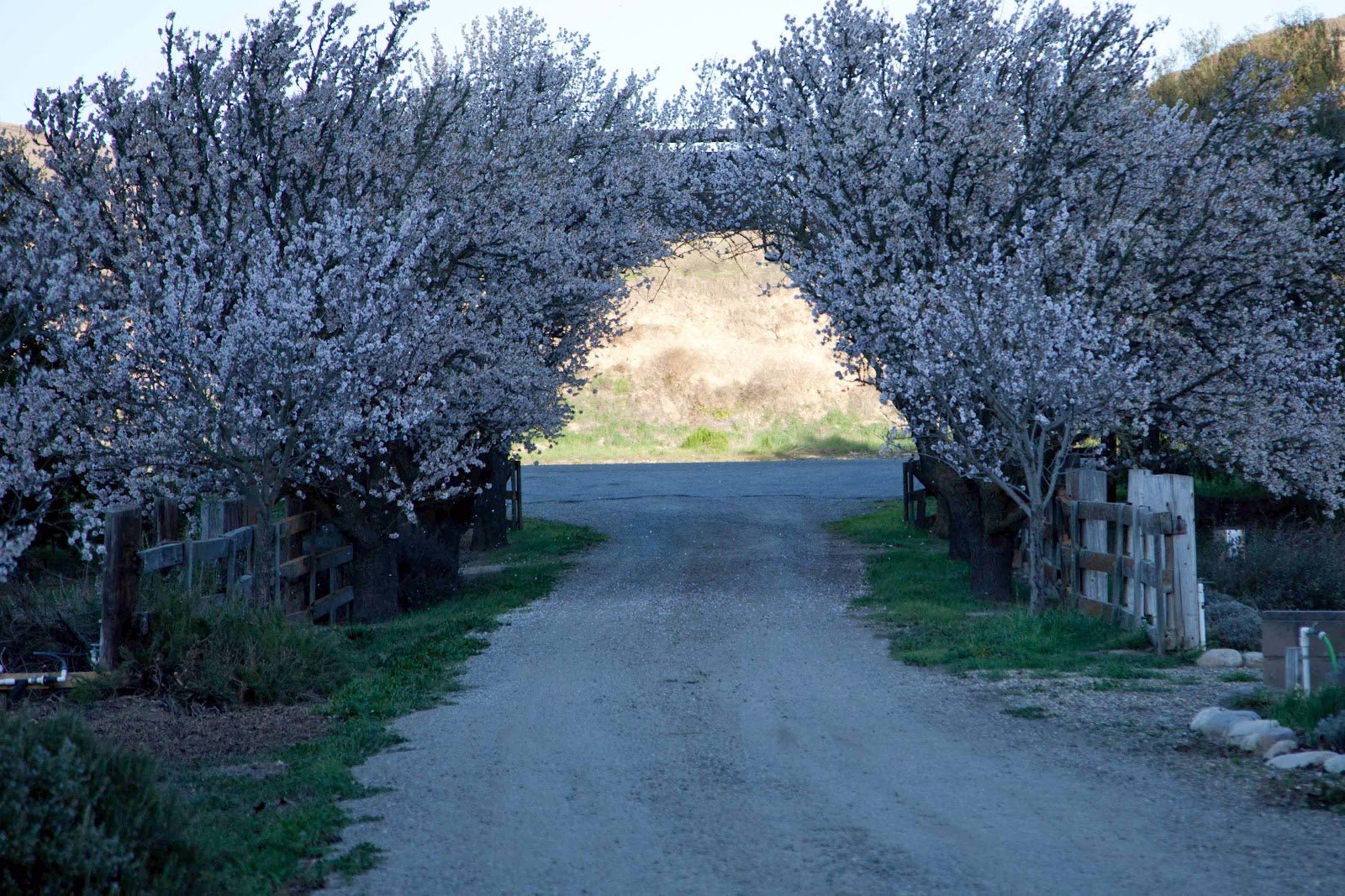 Spring Has Sprung Early - Creekside Farms