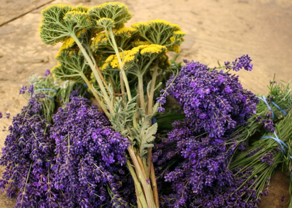 Yarrow Fever Photo Post - Creekside Farms