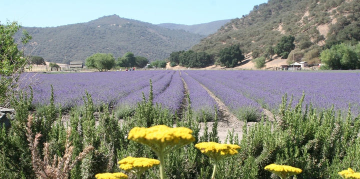 Unwind with Lavender Set - Creekside Farms Calming Set includes Lavender Bath Salts, Lavender Soap, and Lavender Essential Oil