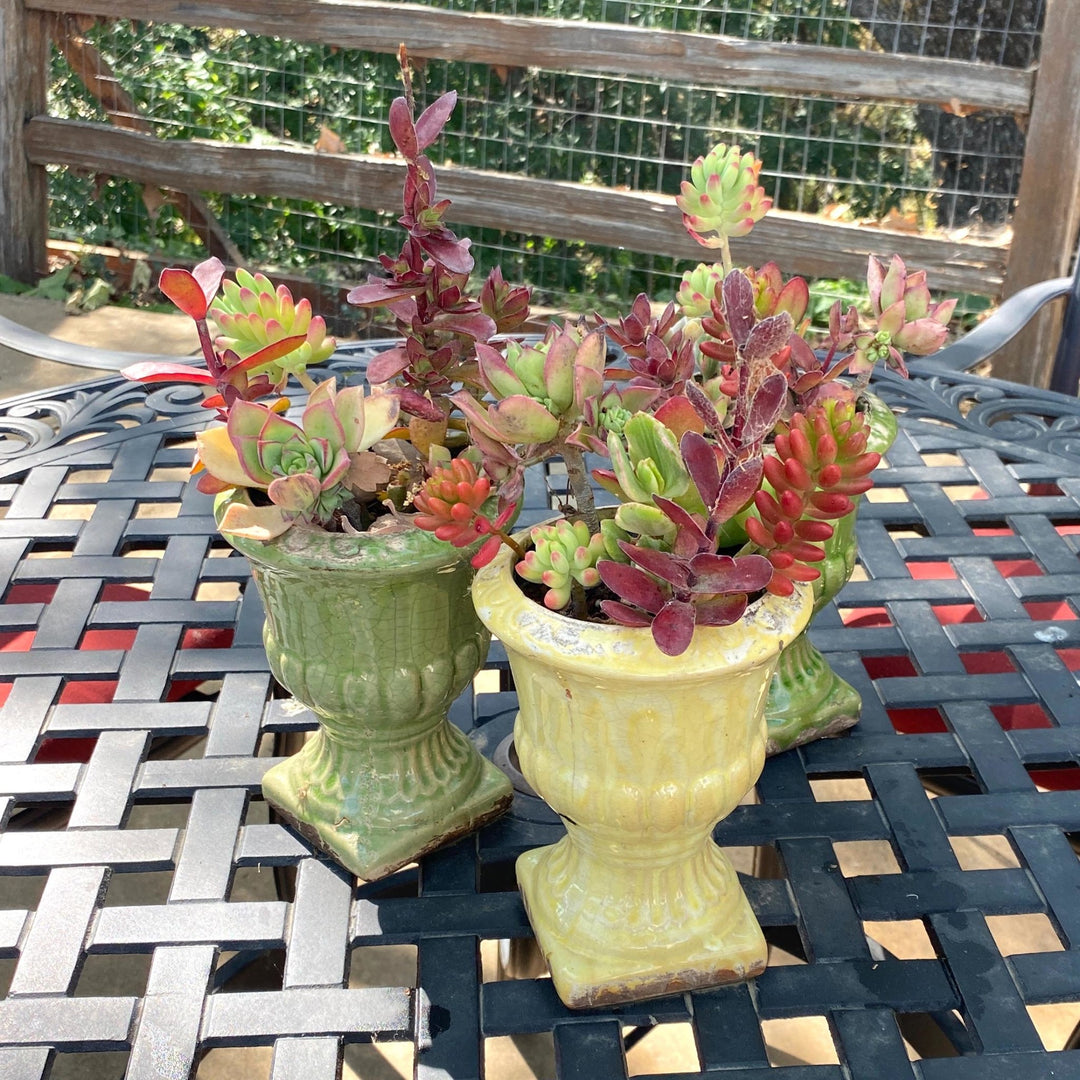 ceramic pots for succulents Crackled Glaze Ceramic Pots (Set of 3) by Creekside Farms
